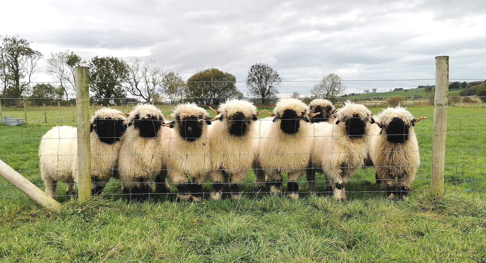 394249782_10160245906476104_6863276620067213535_n-1