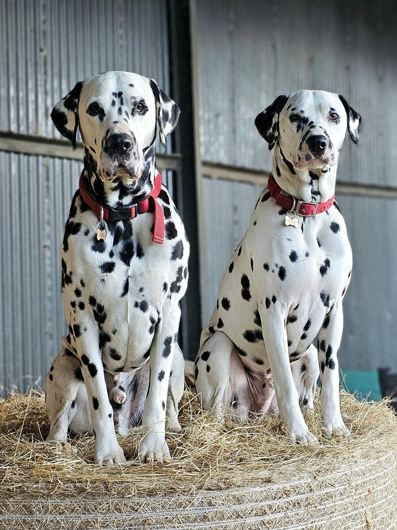 421756253_10160396270666104_5343620144866041536_n-1